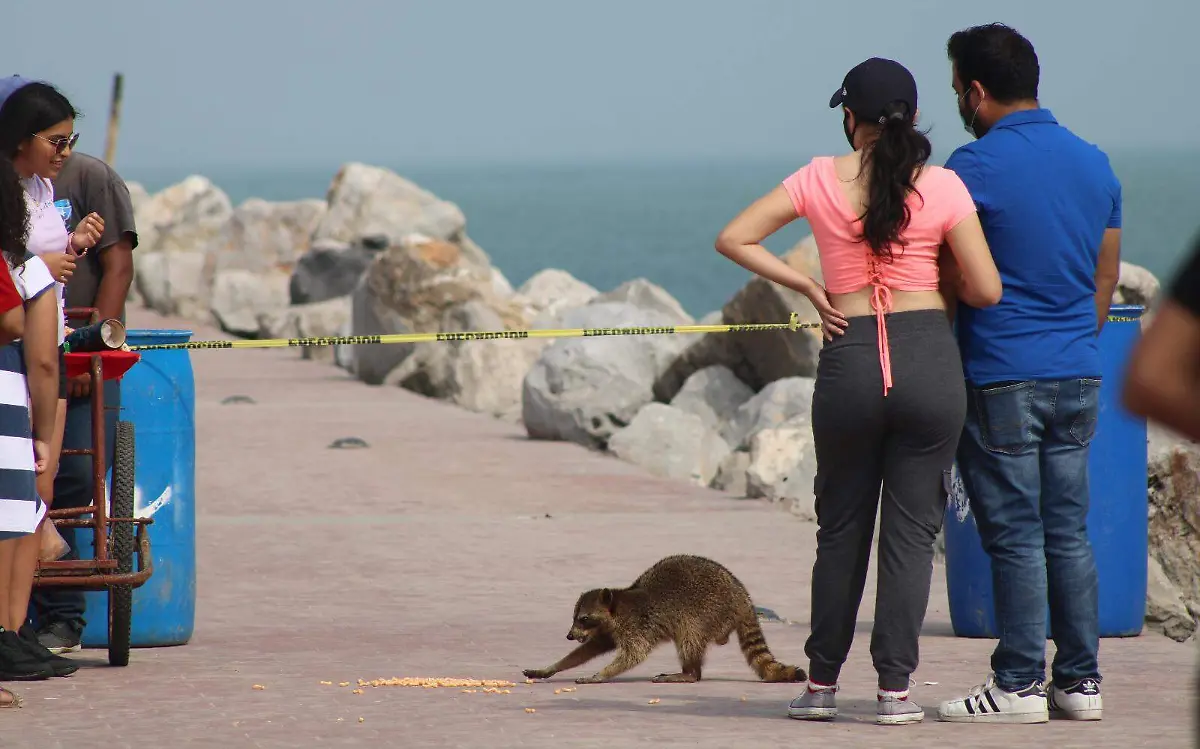 Piden a visitantes que dar agua a mapaches y no cerveza 